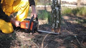 Reliable Roseland, FL Tree Services Solutions