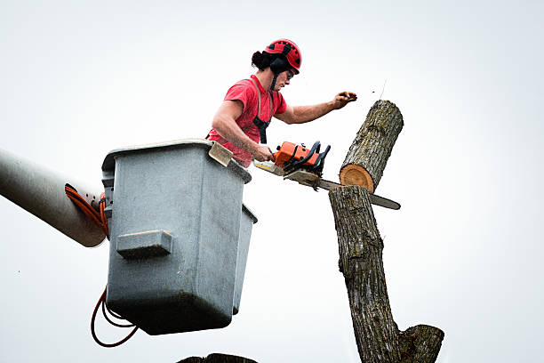 Best Tree Mulching  in Roseland, FL